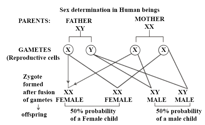 This is the explanation of it with a diagram || Kistoria
