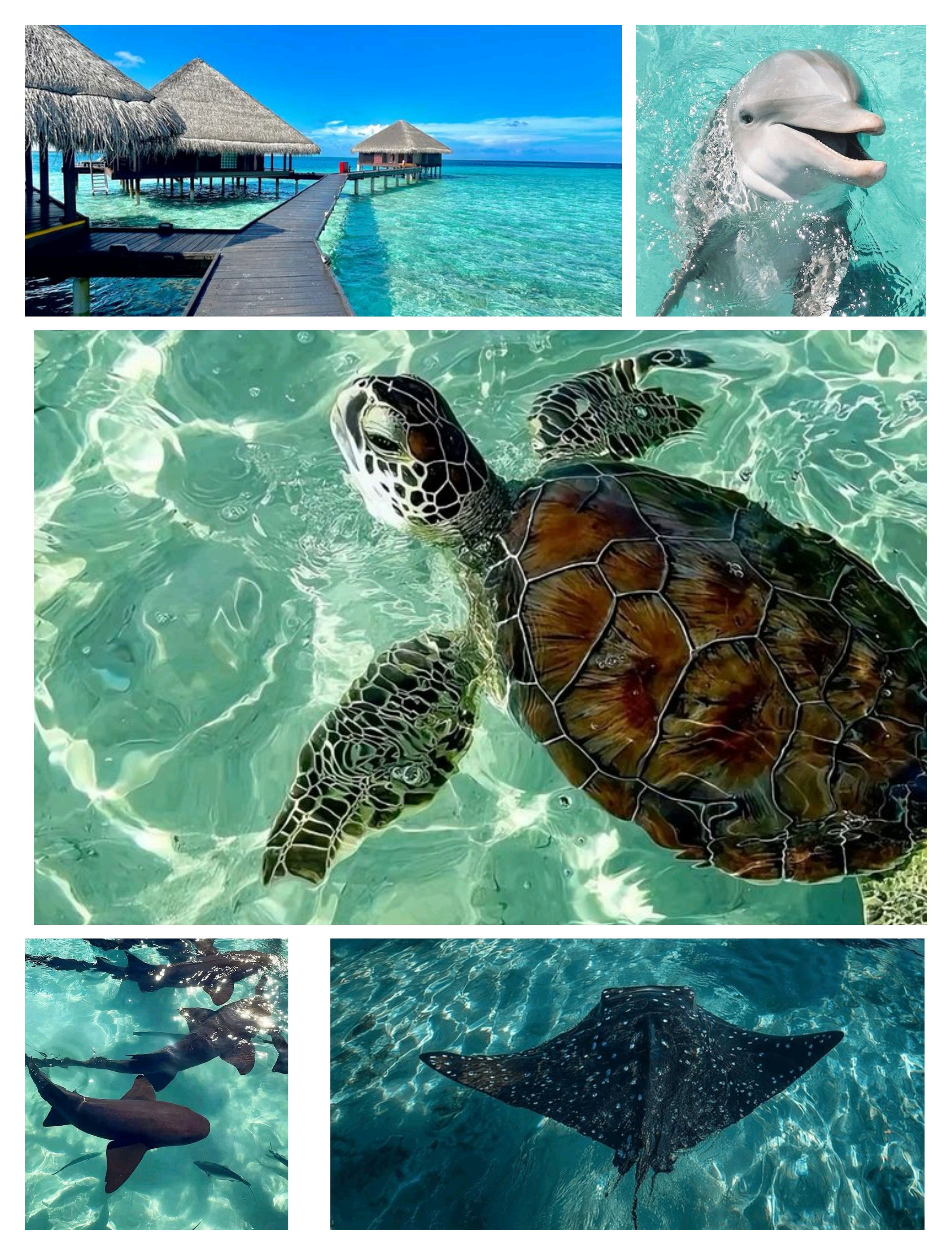 The Maldives eco system || Kistoria